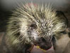 Porcupines