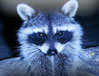 Raccoons.htm